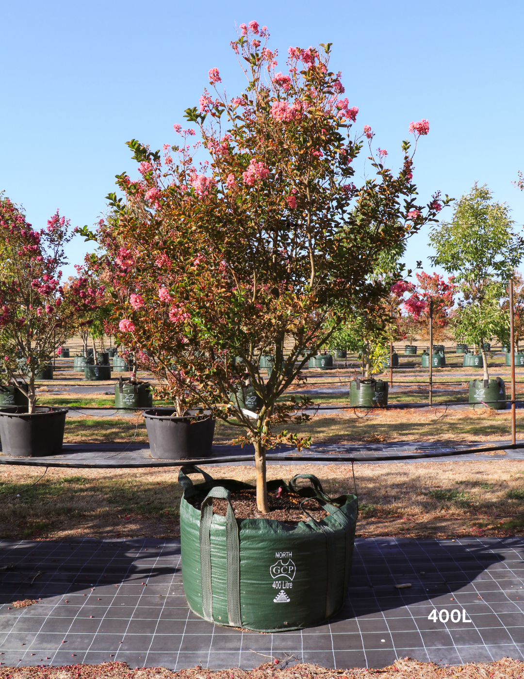 Lagerstroemia indica 'Sioux' - Fuchsia Pink Crepe Myrtle - Evergreen Trees Direct