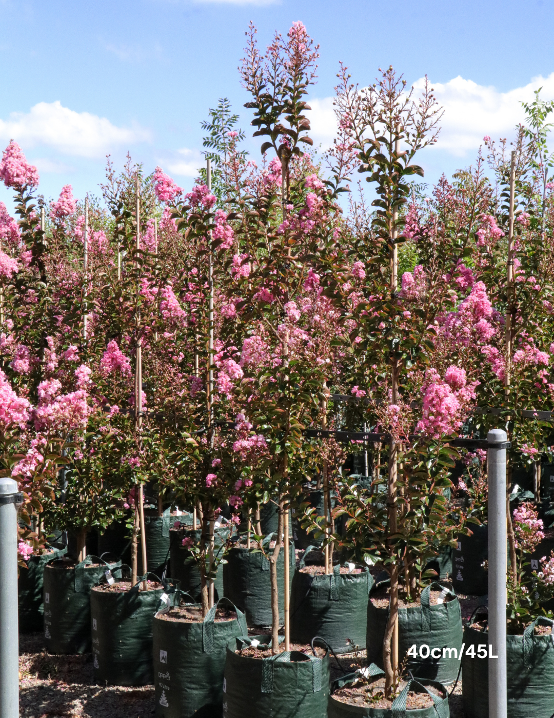 Lagerstroemia indica 'Sioux' - Fuchsia Pink Crepe Myrtle - Evergreen Trees Direct