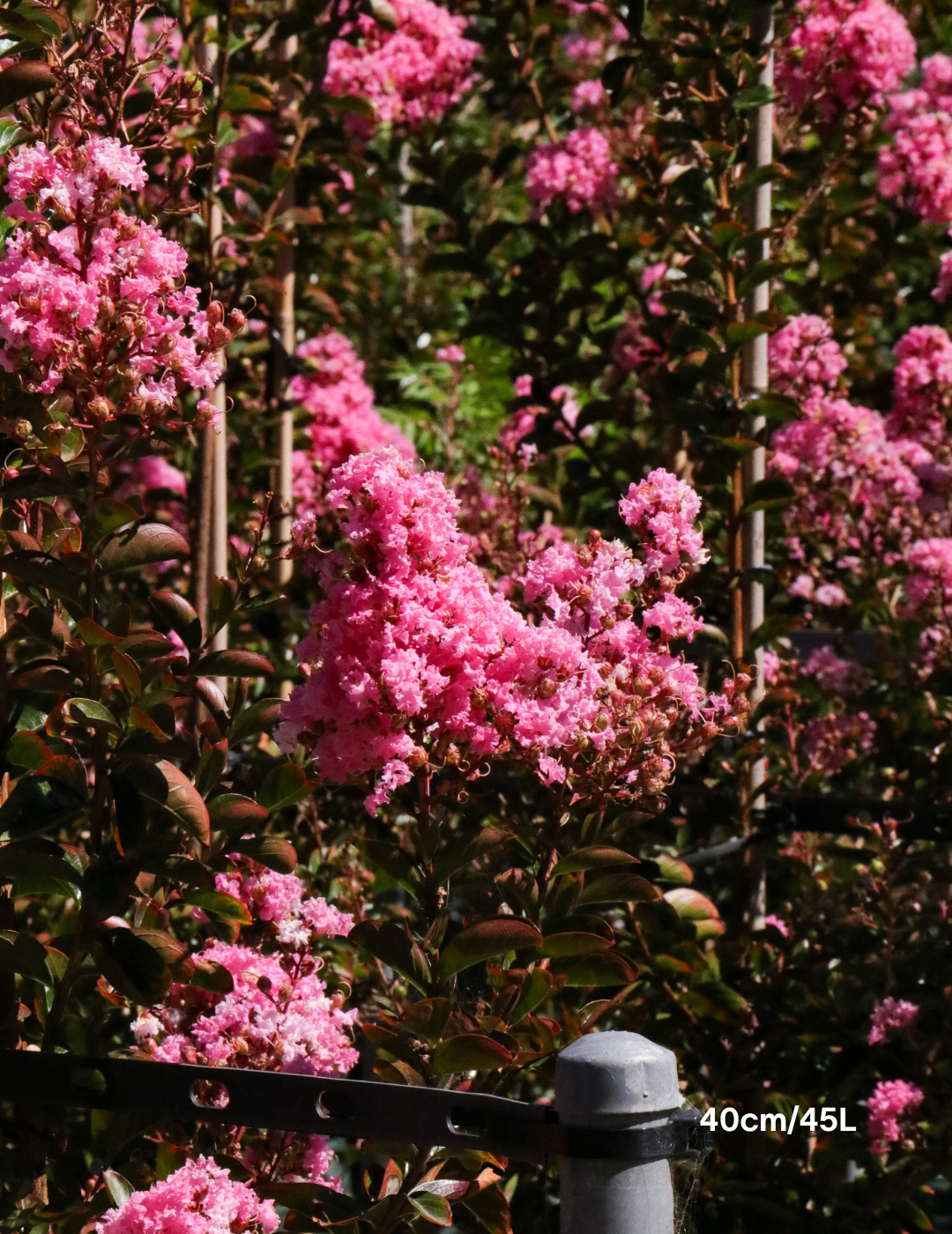 Lagerstroemia indica 'Sioux' - Fuchsia Pink Crepe Myrtle - Evergreen Trees Direct