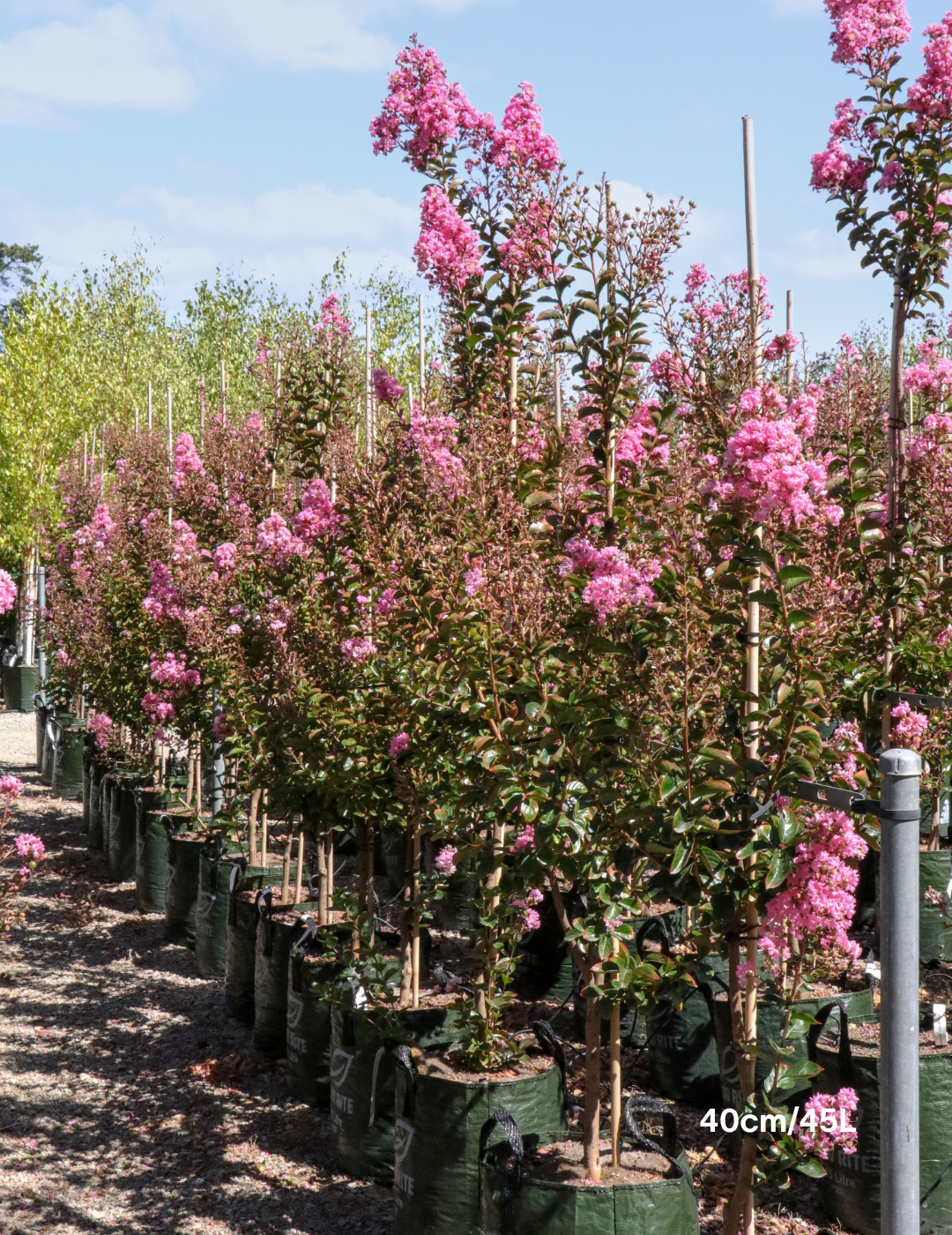 Lagerstroemia indica 'Sioux' - Fuchsia Pink Crepe Myrtle - Evergreen Trees Direct