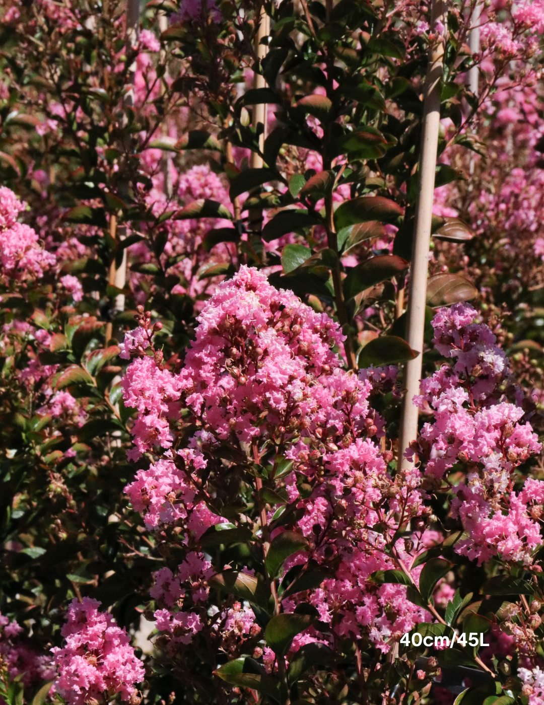 Lagerstroemia 'Sioux' | Fuchsia Pink Crepe Myrtle - Evergreen