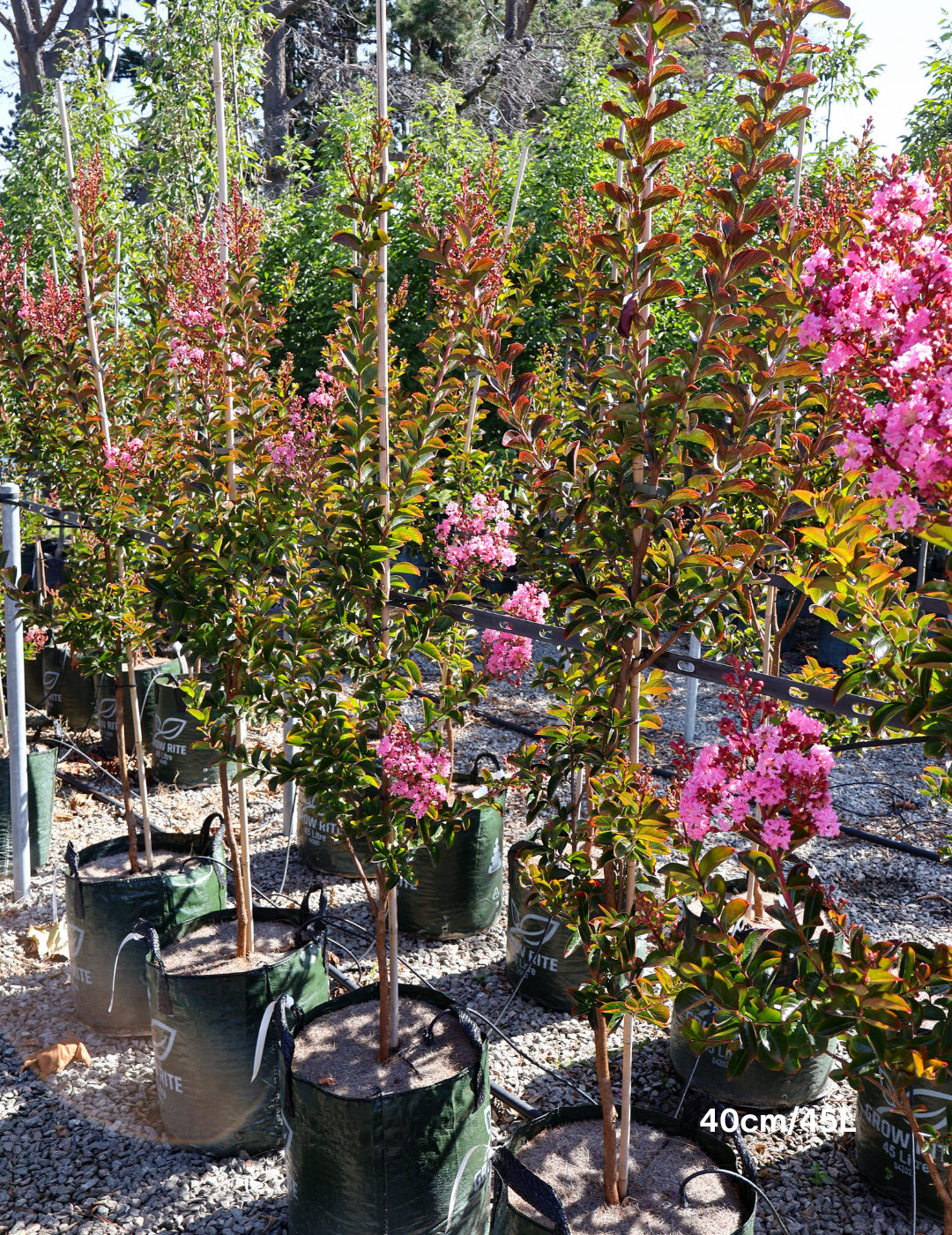 Lagerstroemia indica 'Sioux' - Fuchsia Pink Crepe Myrtle - Evergreen Trees Direct