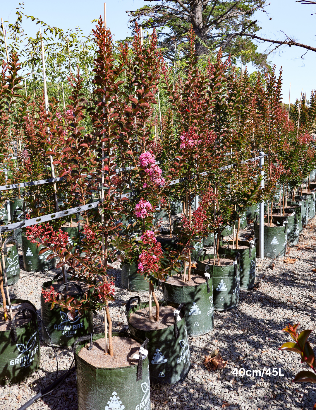 Lagerstroemia indica 'Sioux' - Fuchsia Pink Crepe Myrtle - Evergreen Trees Direct