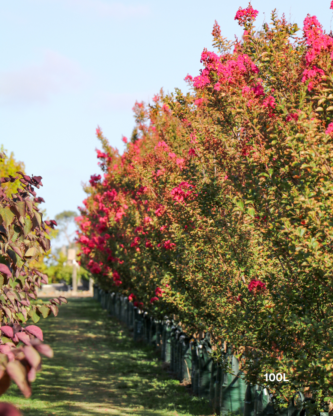 Lagerstroemia indica 'Tuscarora' - Dark Pink Crepe Myrtle - Evergreen Trees Direct