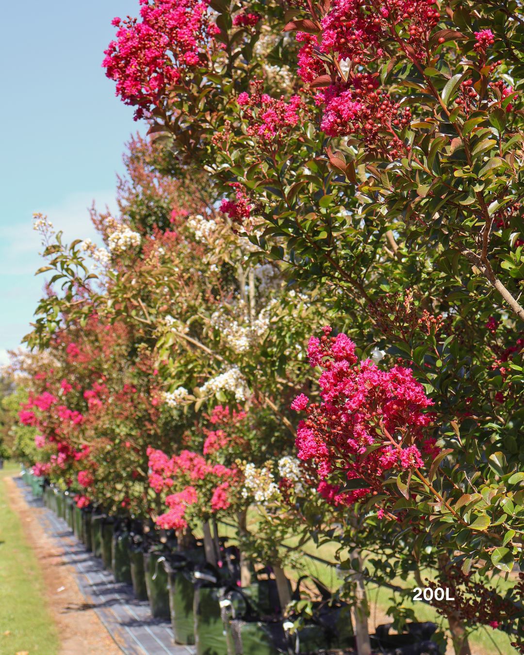 Lagerstroemia indica 'Tuscarora' - Dark Pink Crepe Myrtle - Evergreen Trees Direct