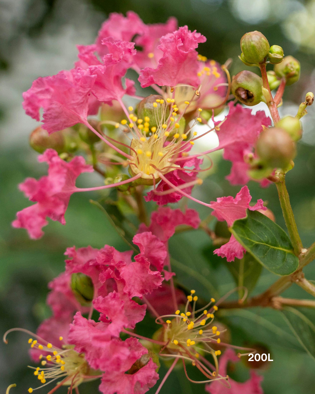 Lagerstroemia indica 'Tuscarora' - Dark Pink Crepe Myrtle - Evergreen Trees Direct