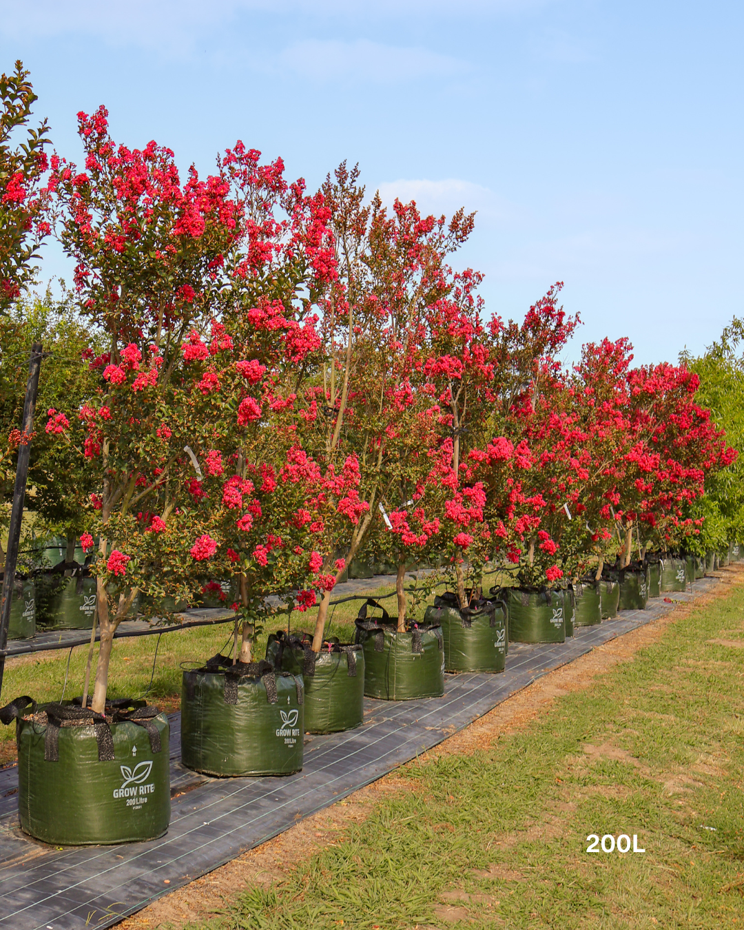 Lagerstroemia indica 'Tuscarora' - Dark Pink Crepe Myrtle - Evergreen Trees Direct