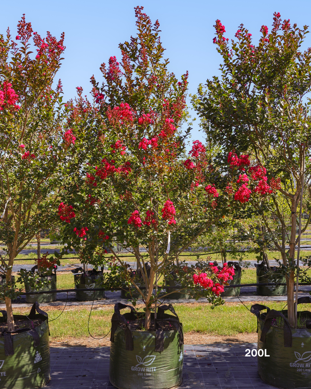 Lagerstroemia indica 'Tuscarora' - Dark Pink Crepe Myrtle - Evergreen Trees Direct