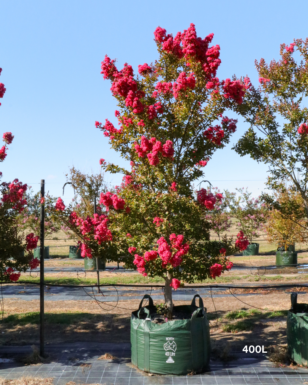 Lagerstroemia indica 'Tuscarora' - Dark Pink Crepe Myrtle - Evergreen Trees Direct