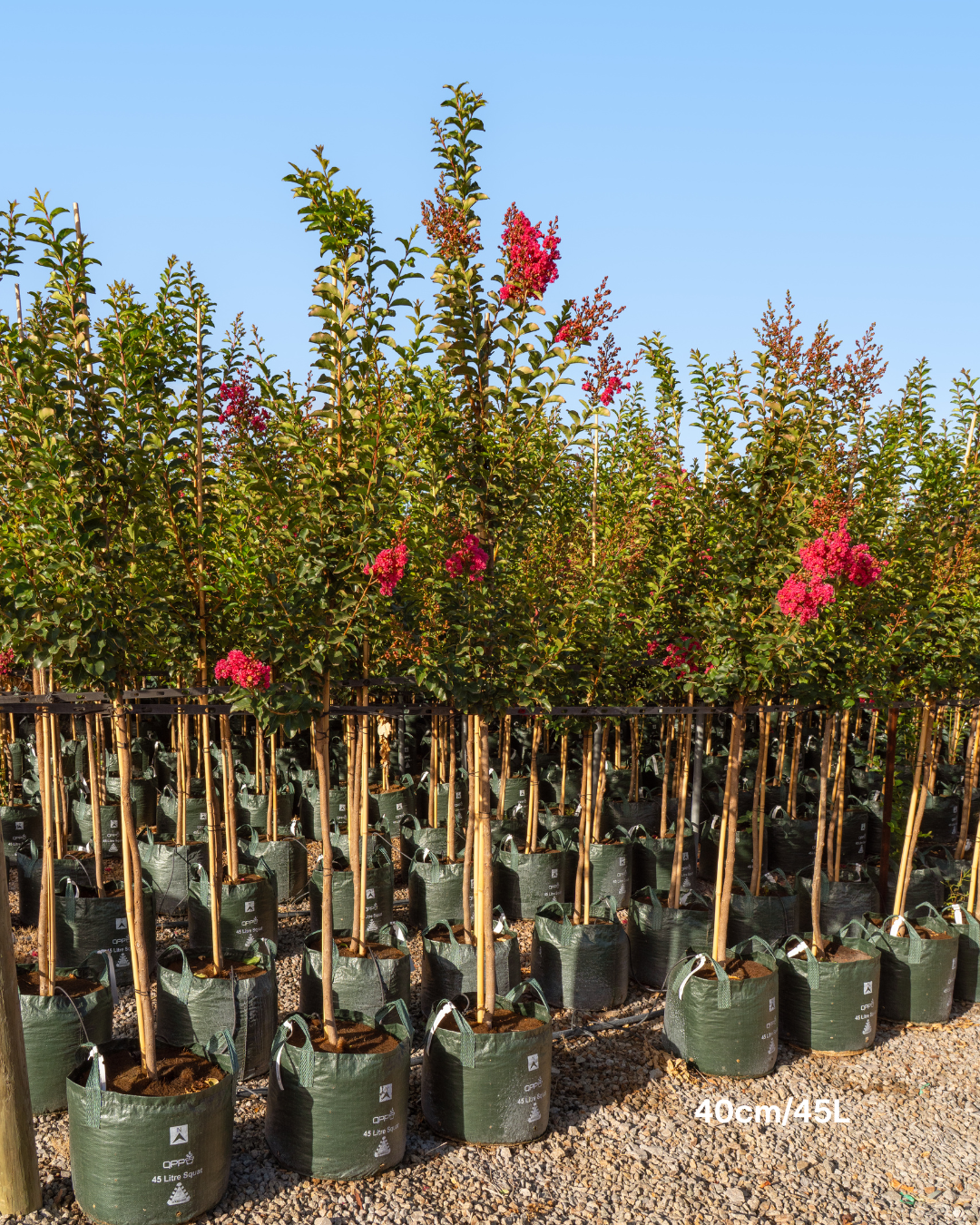 Lagerstroemia indica 'Tuscarora' - Dark Pink Crepe Myrtle - Evergreen Trees Direct
