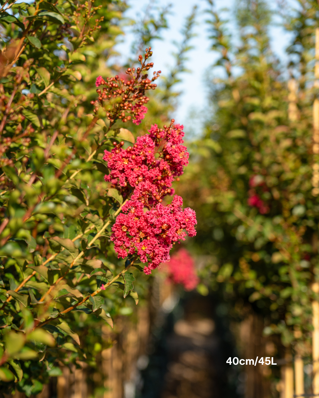 Lagerstroemia indica 'Tuscarora' - Dark Pink Crepe Myrtle - Evergreen Trees Direct
