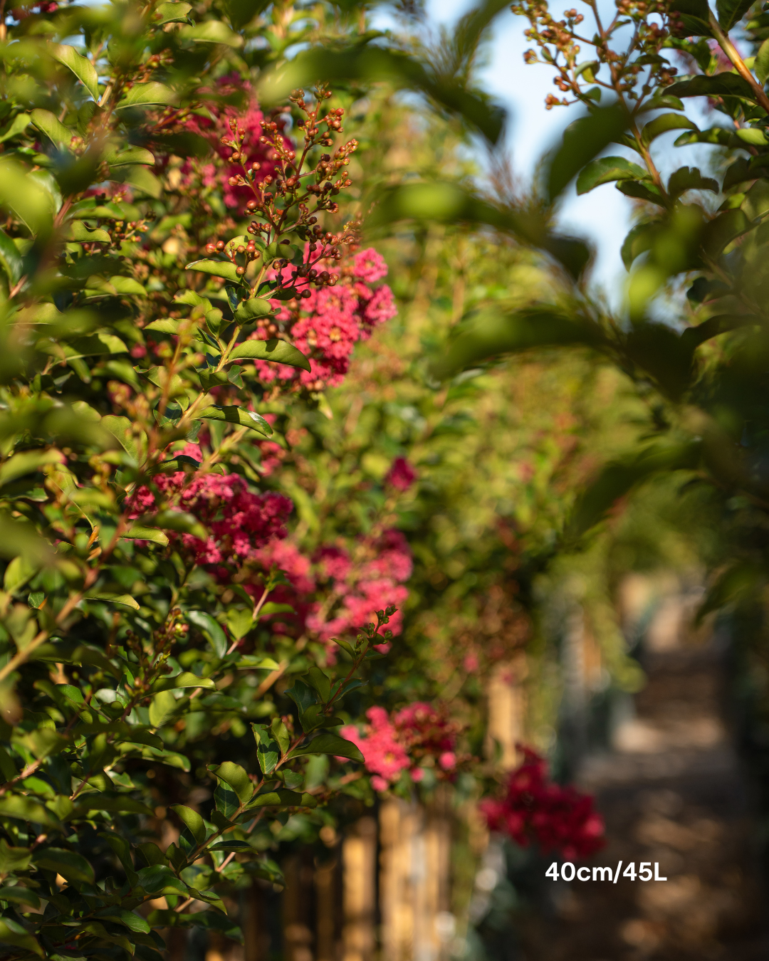 Lagerstroemia indica 'Tuscarora' - Dark Pink Crepe Myrtle - Evergreen Trees Direct