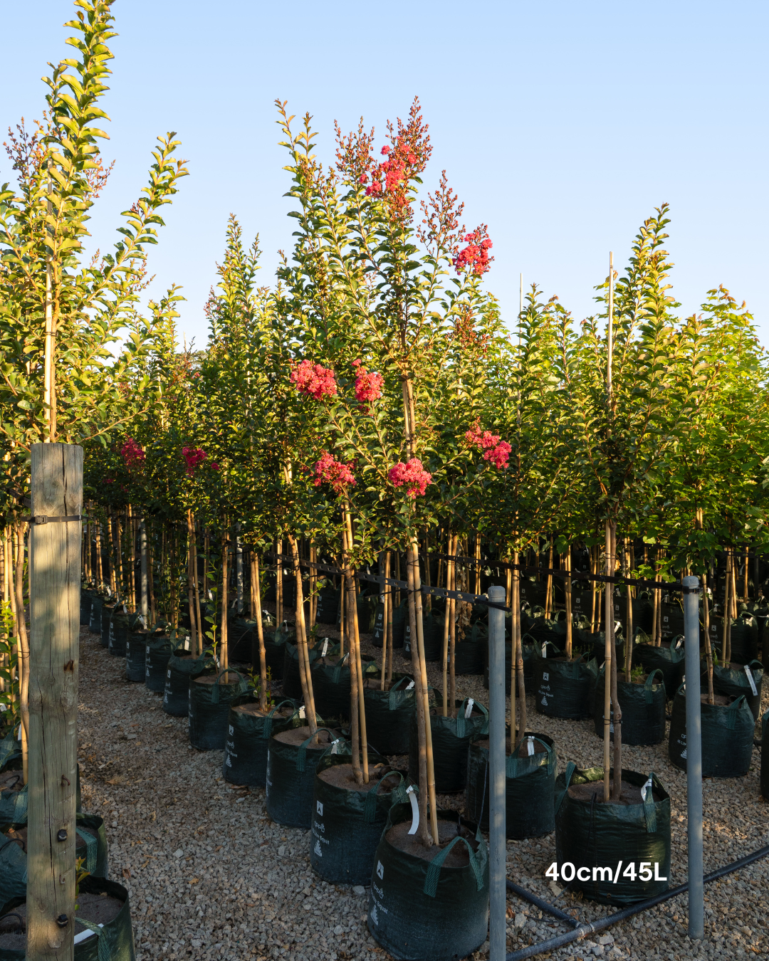 Lagerstroemia indica 'Tuscarora' - Dark Pink Crepe Myrtle - Evergreen Trees Direct