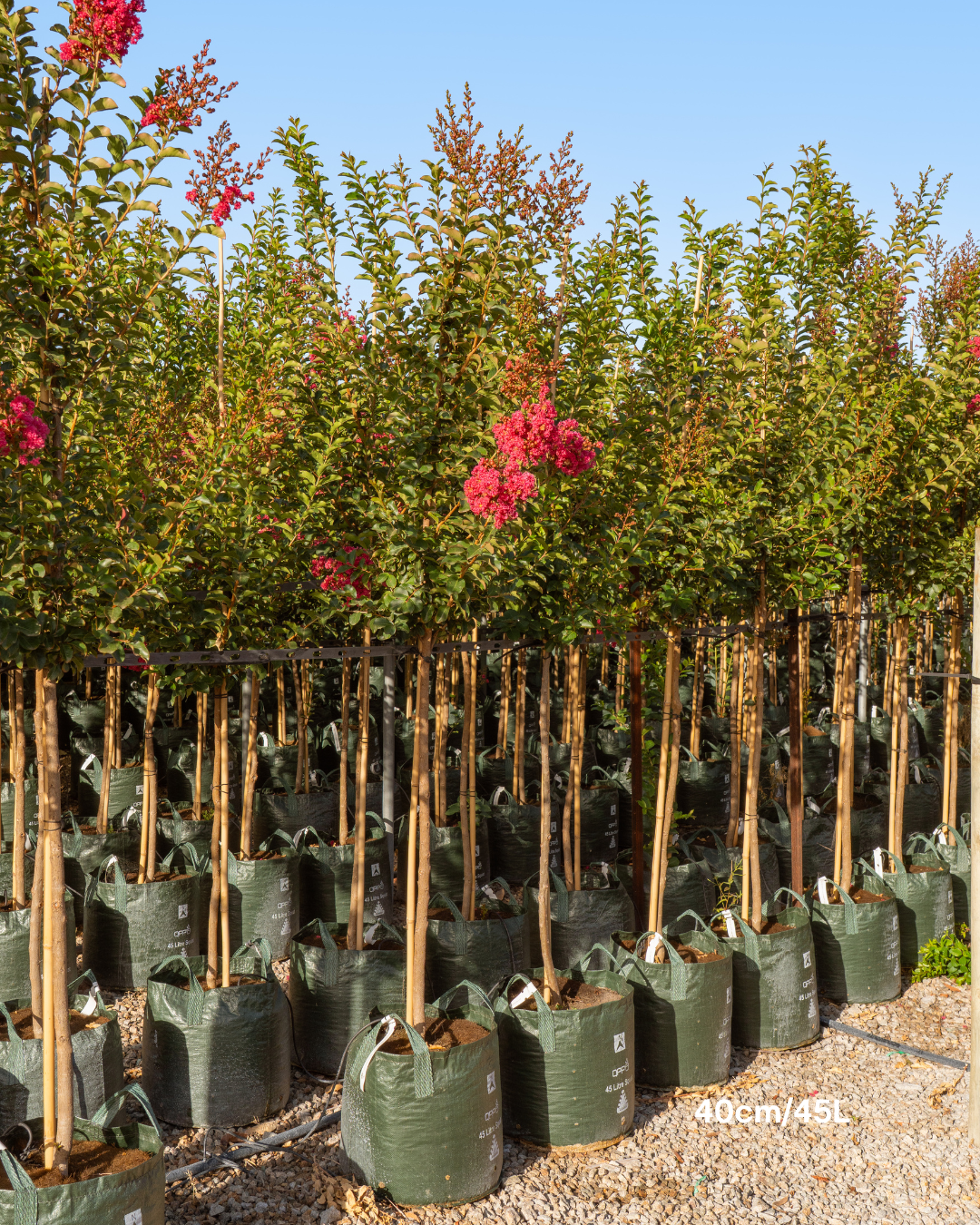 Lagerstroemia indica 'Tuscarora' - Dark Pink Crepe Myrtle - Evergreen Trees Direct
