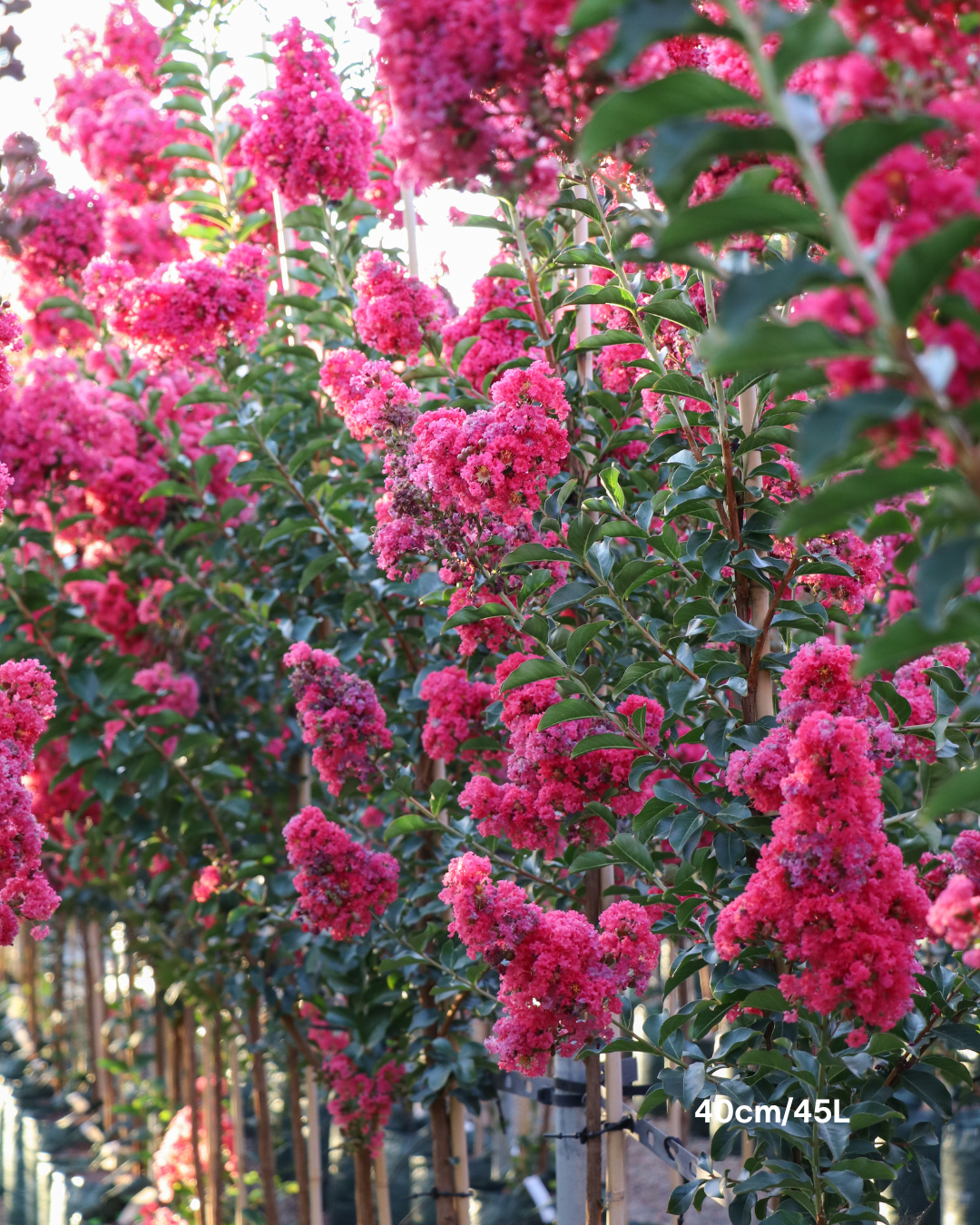 Lagerstroemia indica 'Tuscarora' - Dark Pink Crepe Myrtle - Evergreen Trees Direct
