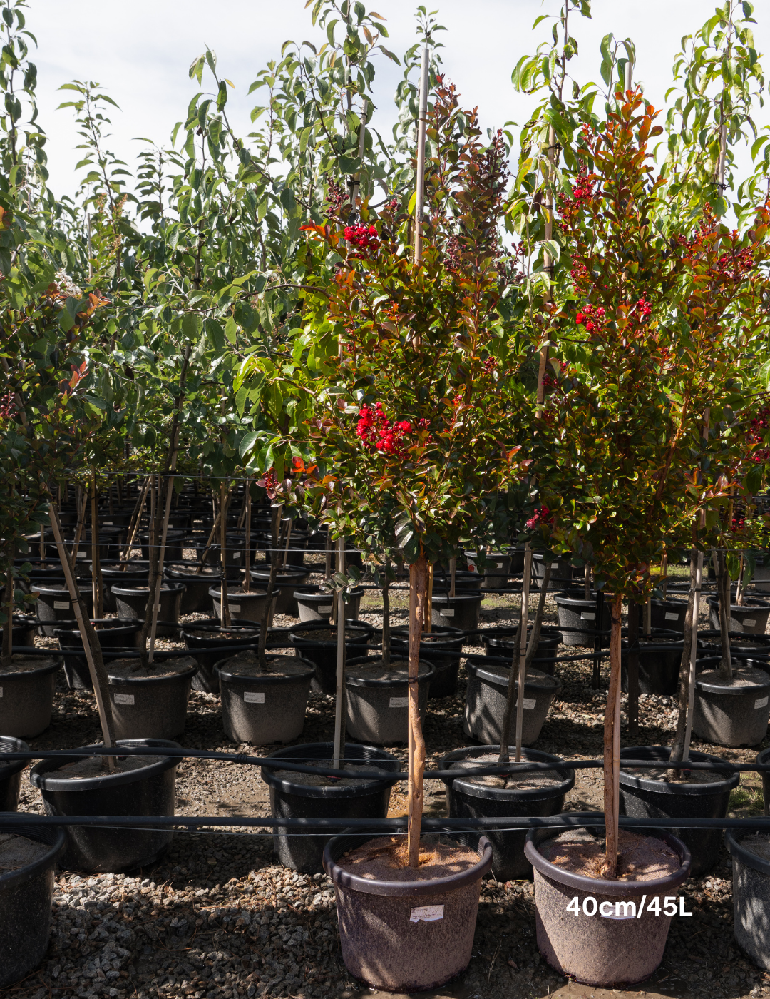 Lagerstroemia indica ‘Red Magic’ – Red Crepe Myrtle - Evergreen Trees Direct
