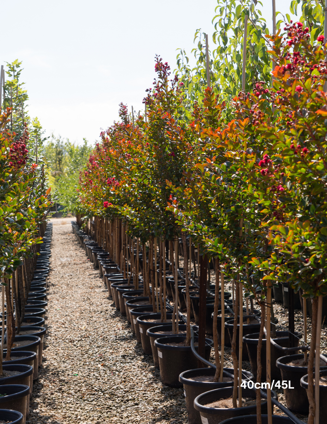 Lagerstroemia indica ‘Red Magic’ – Red Crepe Myrtle - Evergreen Trees Direct