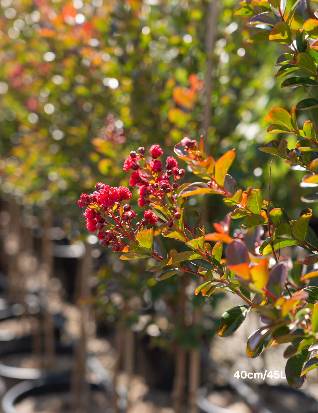 Lagerstroemia indica ‘Red Magic’ – Red Crepe Myrtle - Evergreen Trees Direct