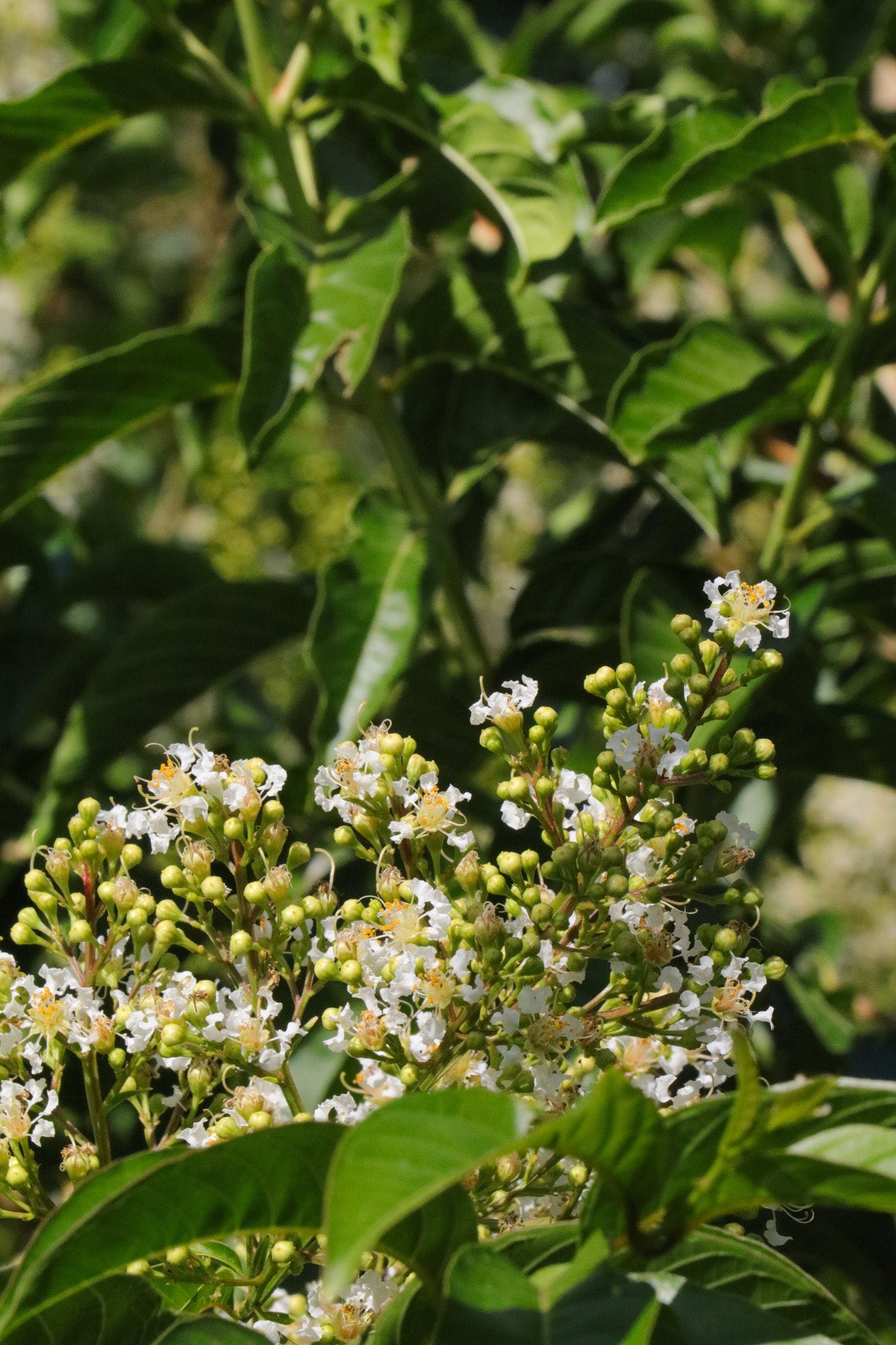 Lagerstroemia fauriei 'Fantasy' - White Crepe Myrtle - Evergreen Trees Direct