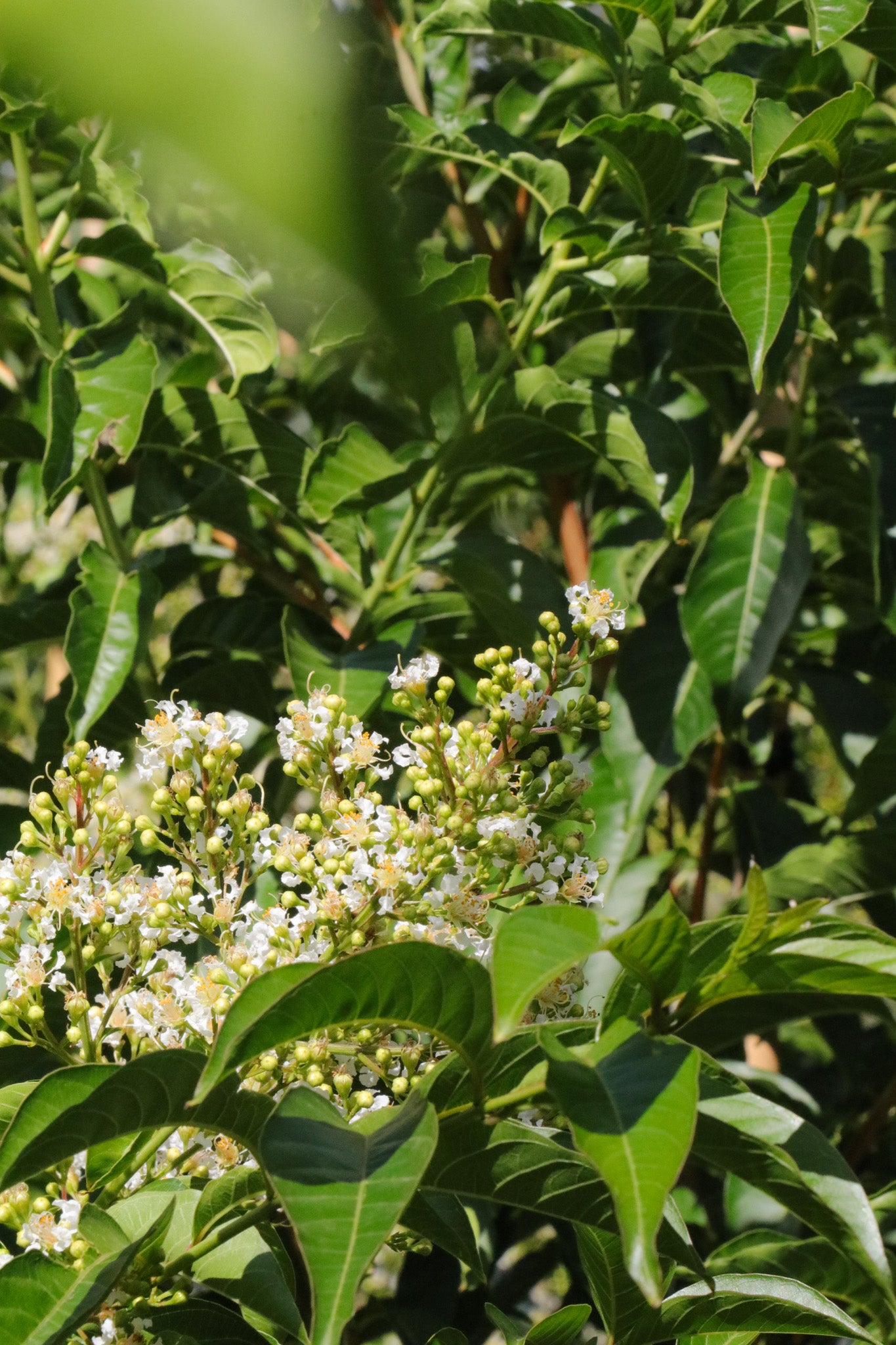 Lagerstroemia fauriei 'Fantasy' - White Crepe Myrtle - Evergreen Trees Direct