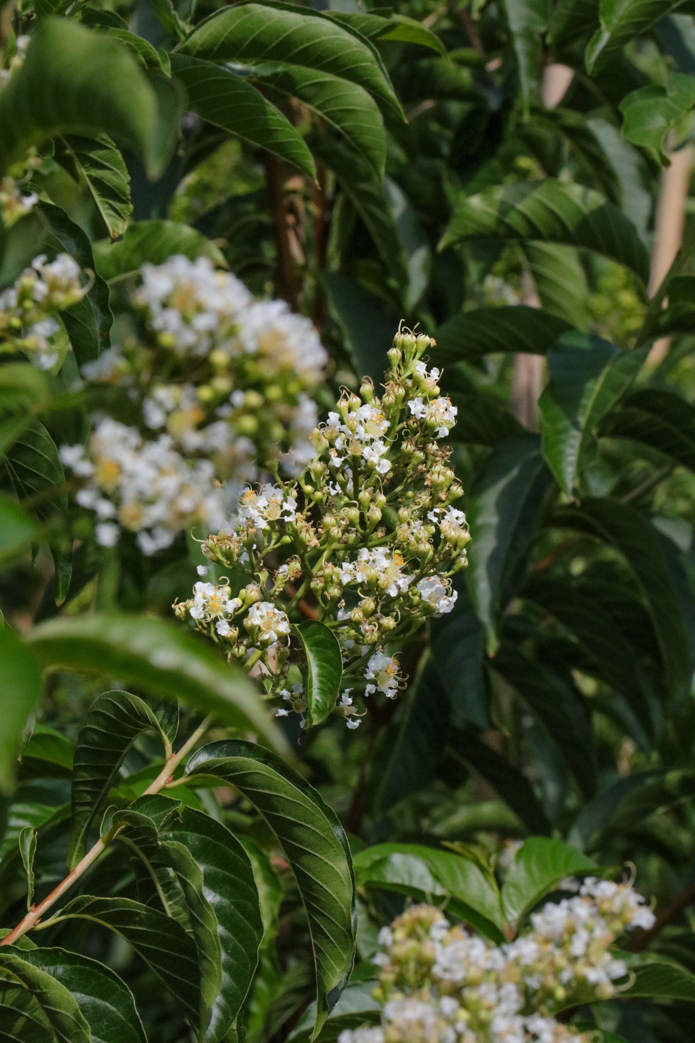 Lagerstroemia fauriei 'Fantasy' - White Crepe Myrtle - Evergreen Trees Direct