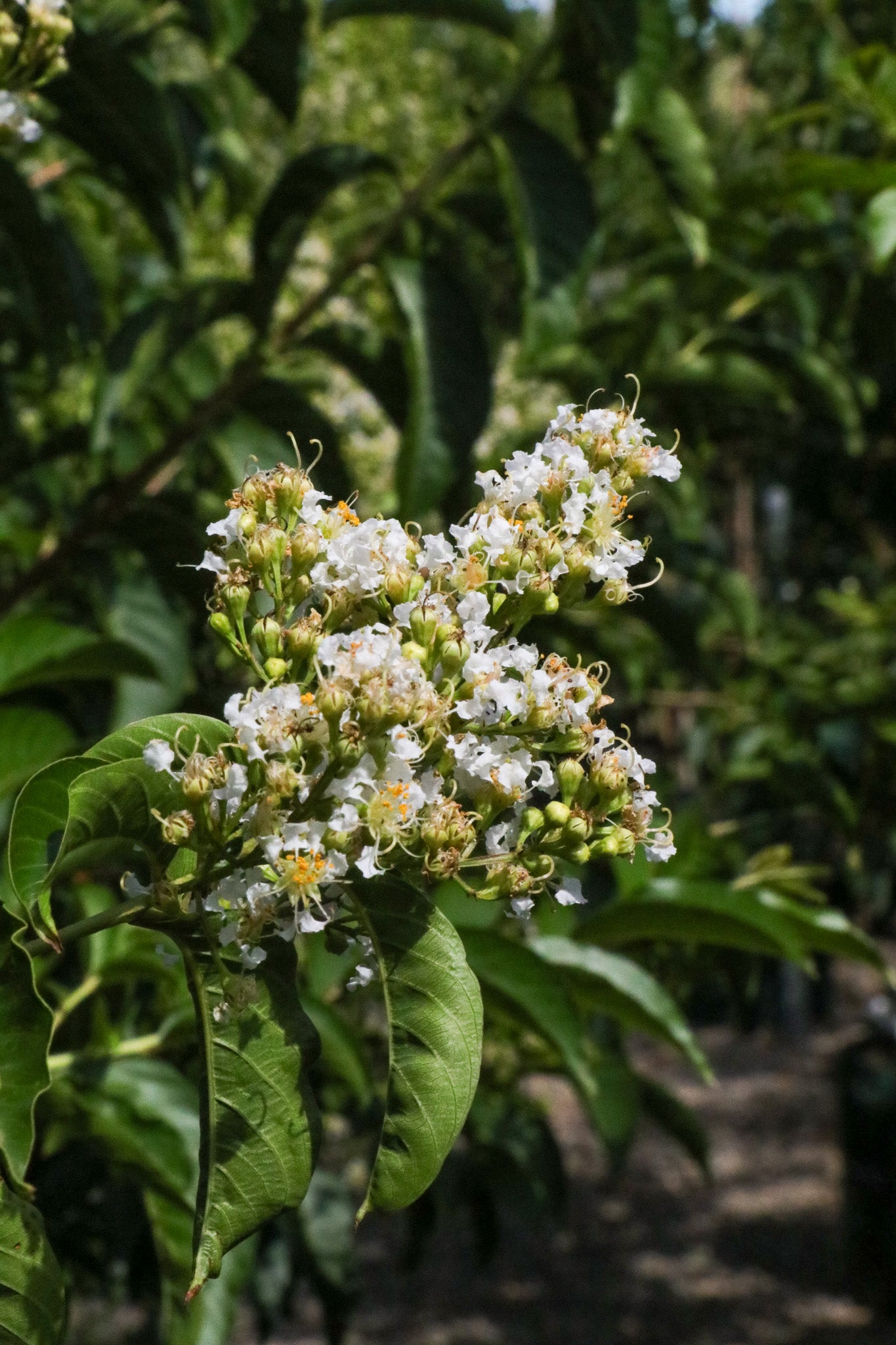 Lagerstroemia fauriei 'Fantasy' - White Crepe Myrtle - Evergreen Trees Direct