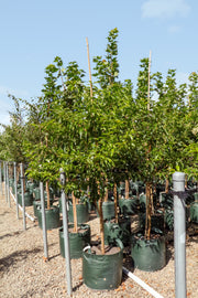 Lagerstroemia fauriei 'Fantasy' - White Crepe Myrtle - Evergreen Trees Direct