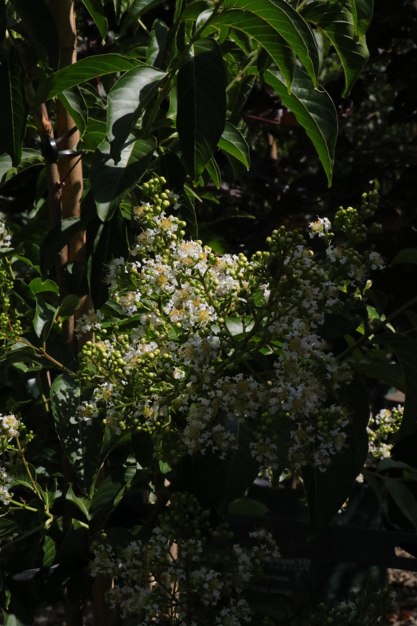 Lagerstroemia fauriei 'Fantasy' - White Crepe Myrtle - Evergreen Trees Direct