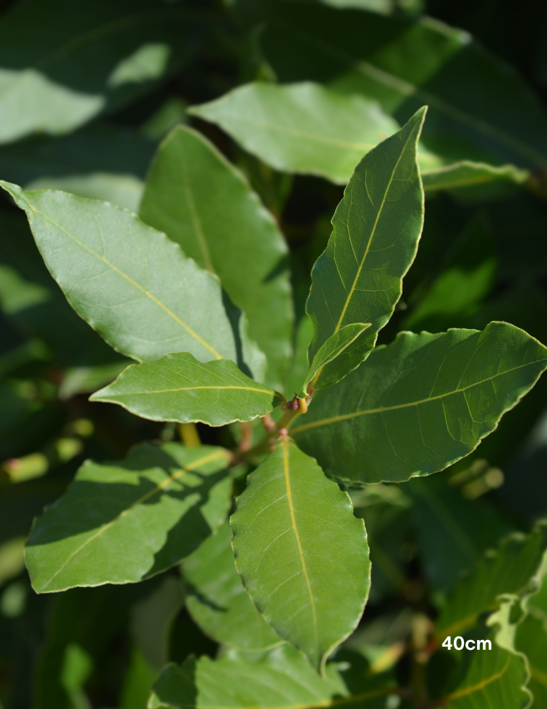 Laurus nobilis 'Miles Choice' - Bay Tree - Evergreen Trees Direct