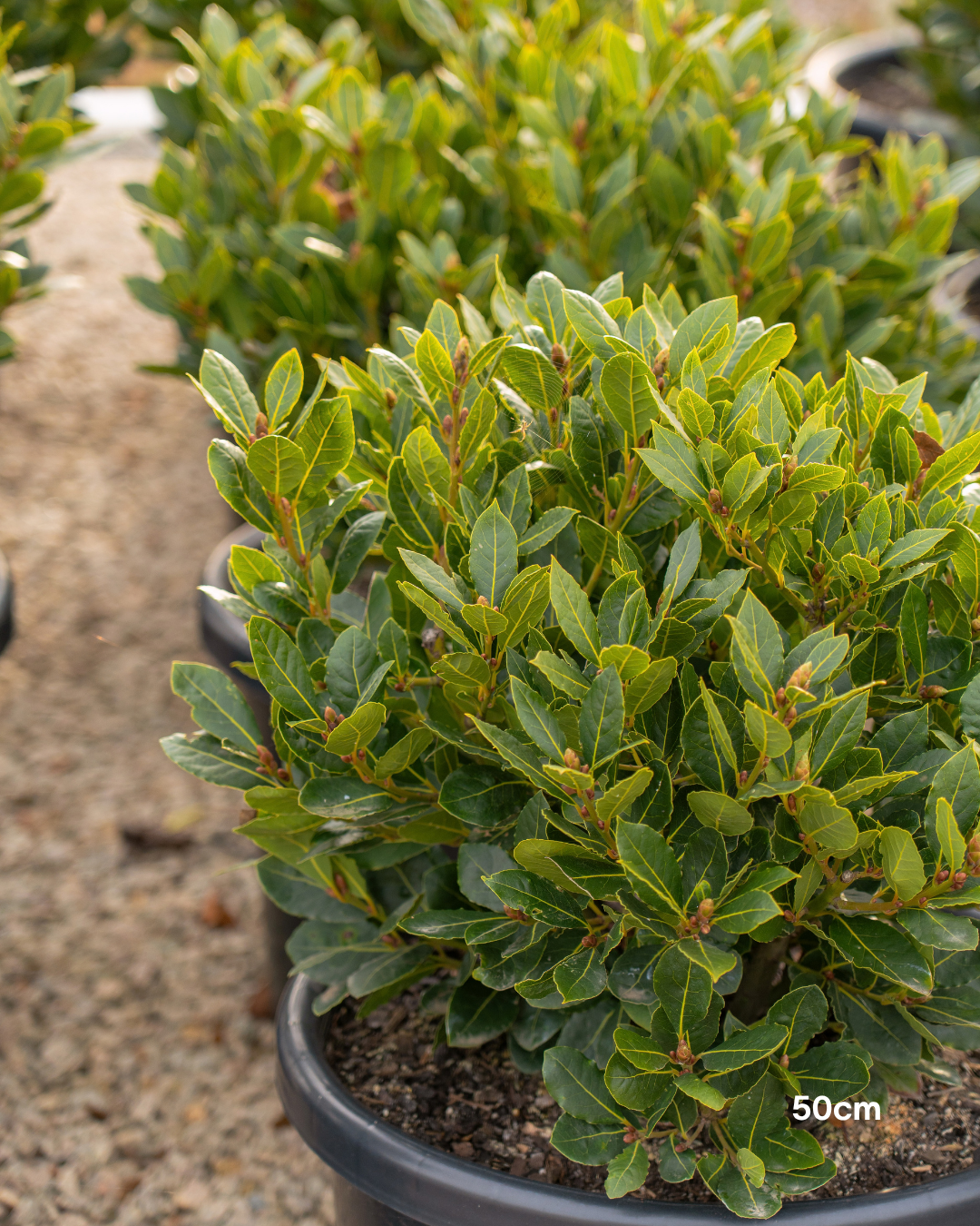 Laurus nobilis Bay Tree - Topiary Forms