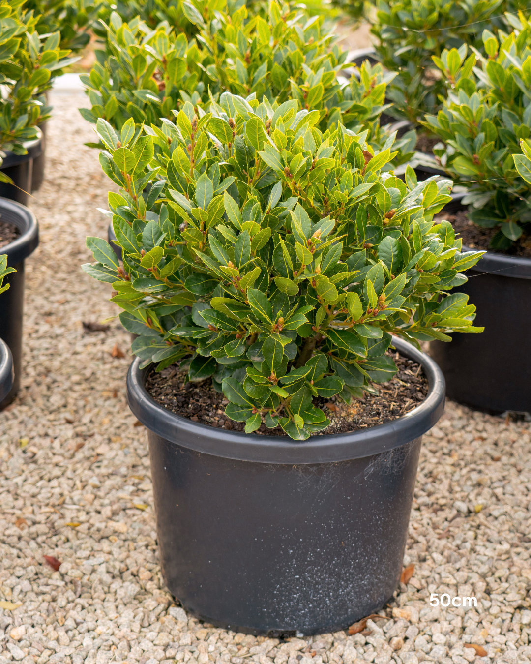 Laurus nobilis Bay Tree - Topiary Forms
