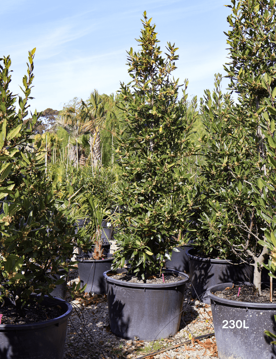 The Best Lilly Pilly to Hedge - Evergreen Trees Direct