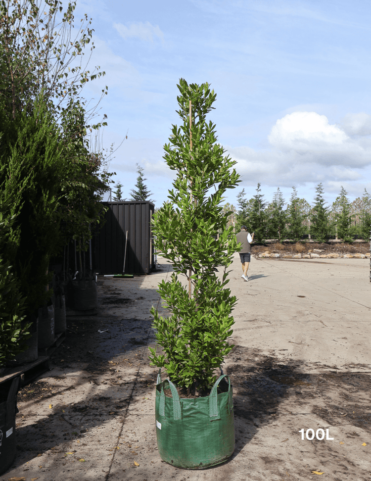 Laurus nobilis 'Miles Choice' - Bay Tree