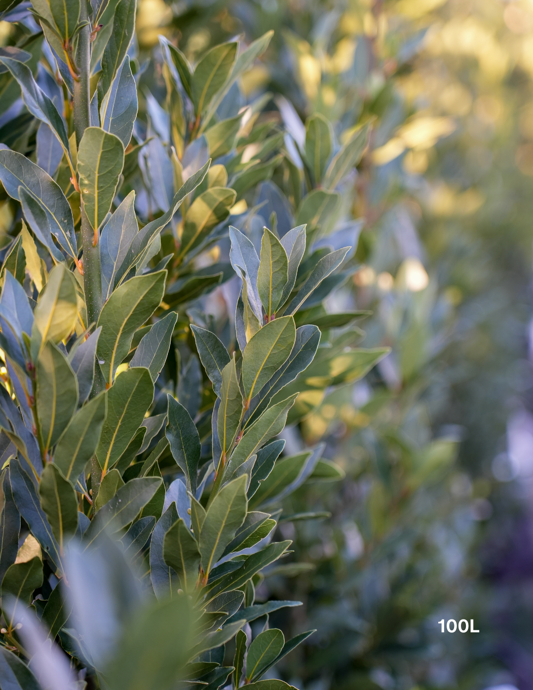 Laurus nobilis 'Miles Choice' - Bay Tree - Evergreen Trees Direct