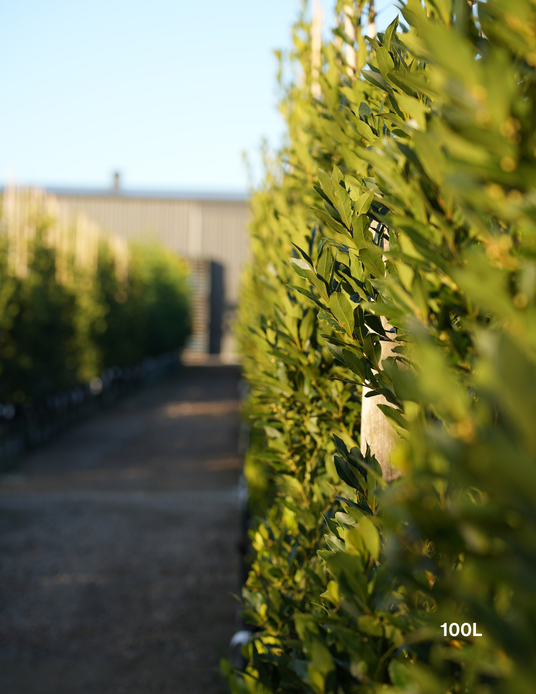 Laurus nobilis 'Miles Choice' - Bay Tree - Evergreen Trees Direct