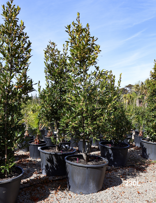 The Best Trees for Coastal Gardens in Australia | Evergreen Trees Direct
