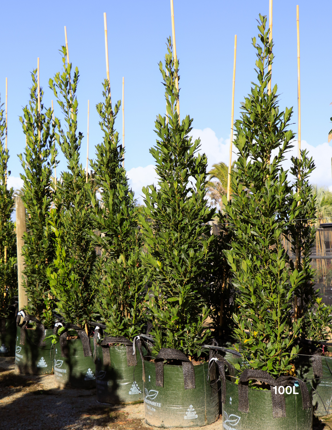 Laurus nobilis 'Miles Choice' - Bay Tree - Evergreen Trees Direct