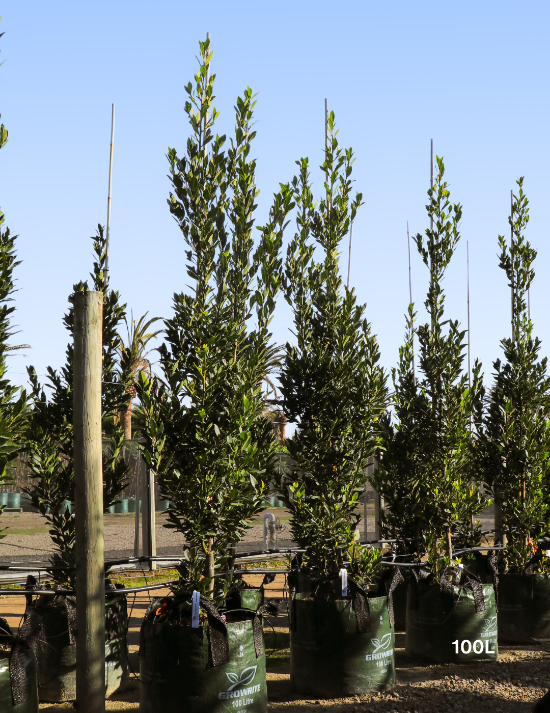 Laurus nobilis 'Miles Choice' - Bay Tree - Evergreen Trees Direct