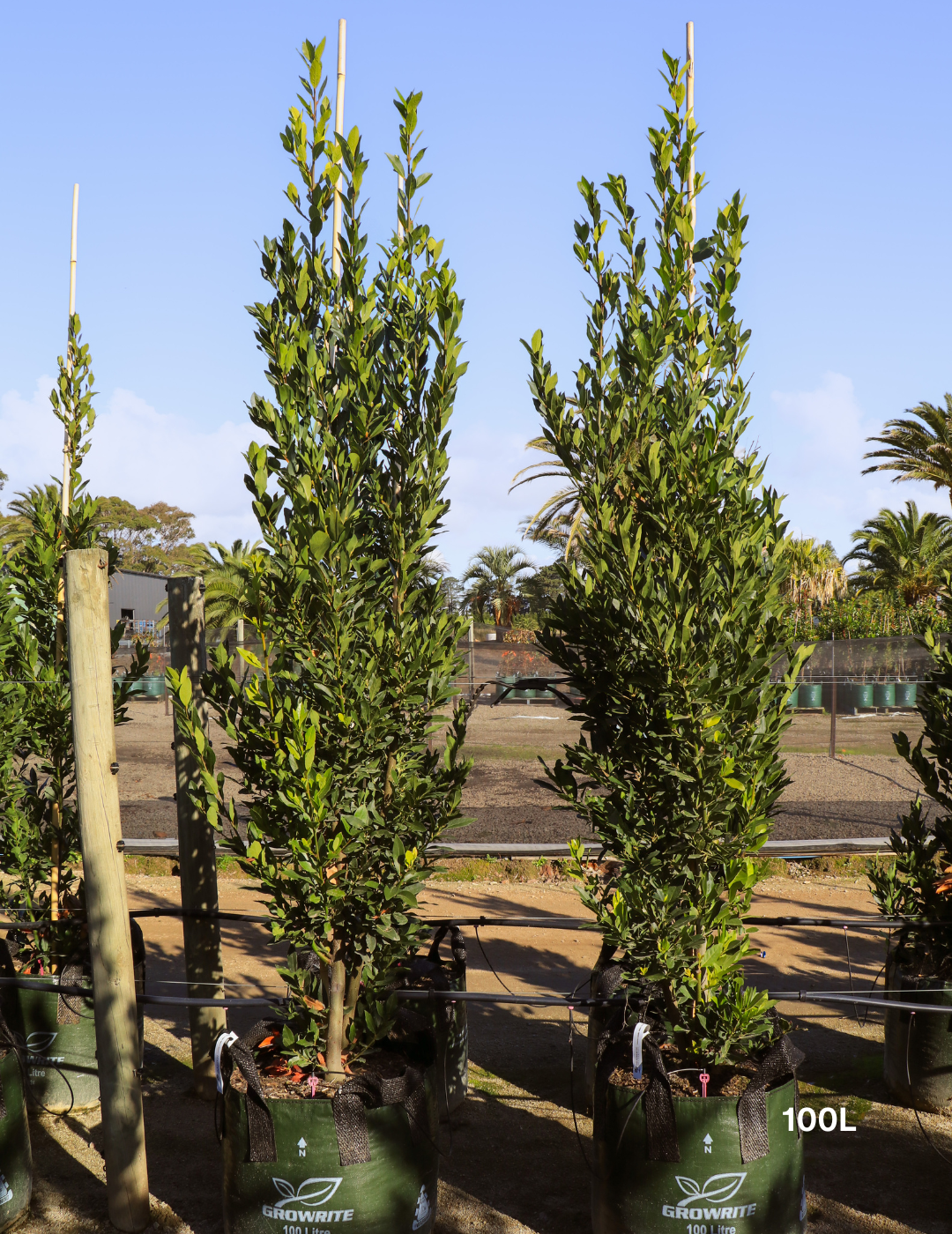 Laurus nobilis 'Miles Choice' - Bay Tree - Evergreen Trees Direct