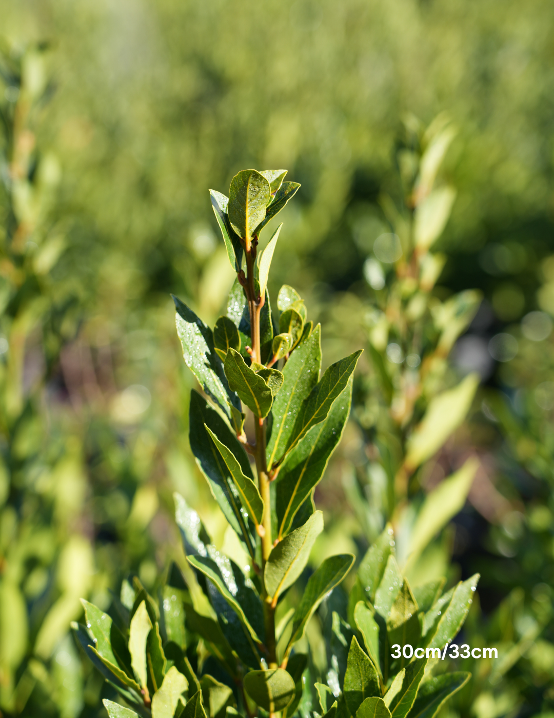 Laurus nobilis 'Miles Choice' - Bay Tree - Evergreen Trees Direct