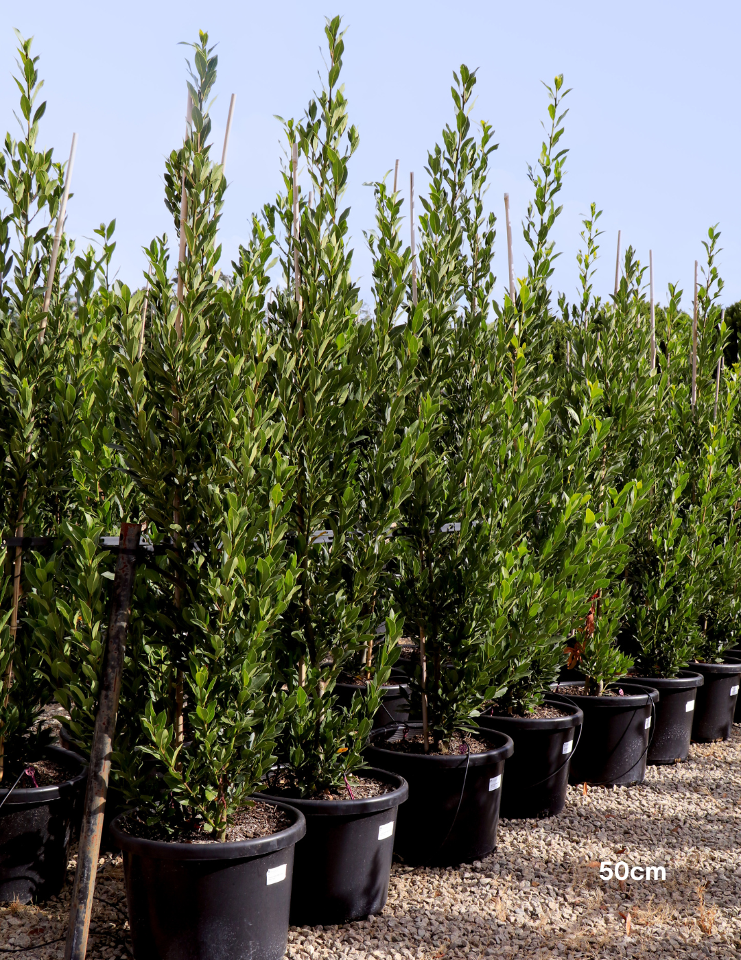 Laurus nobilis 'Miles Choice' - Bay Tree - Evergreen Trees Direct