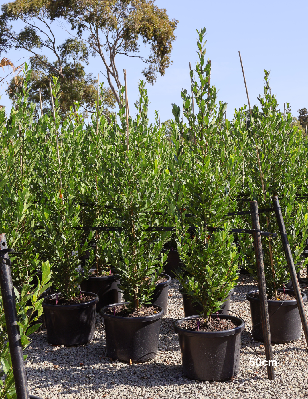 Laurus nobilis 'Miles Choice' - Bay Tree - Evergreen Trees Direct