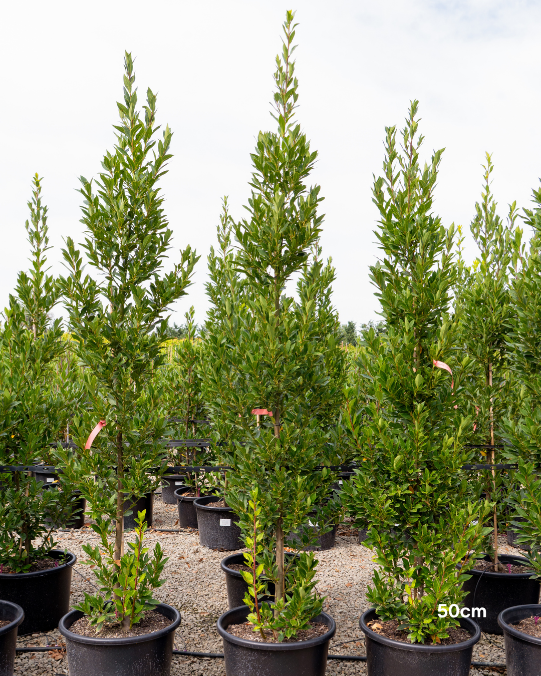 Laurus nobilis 'Miles Choice' Bay Tree