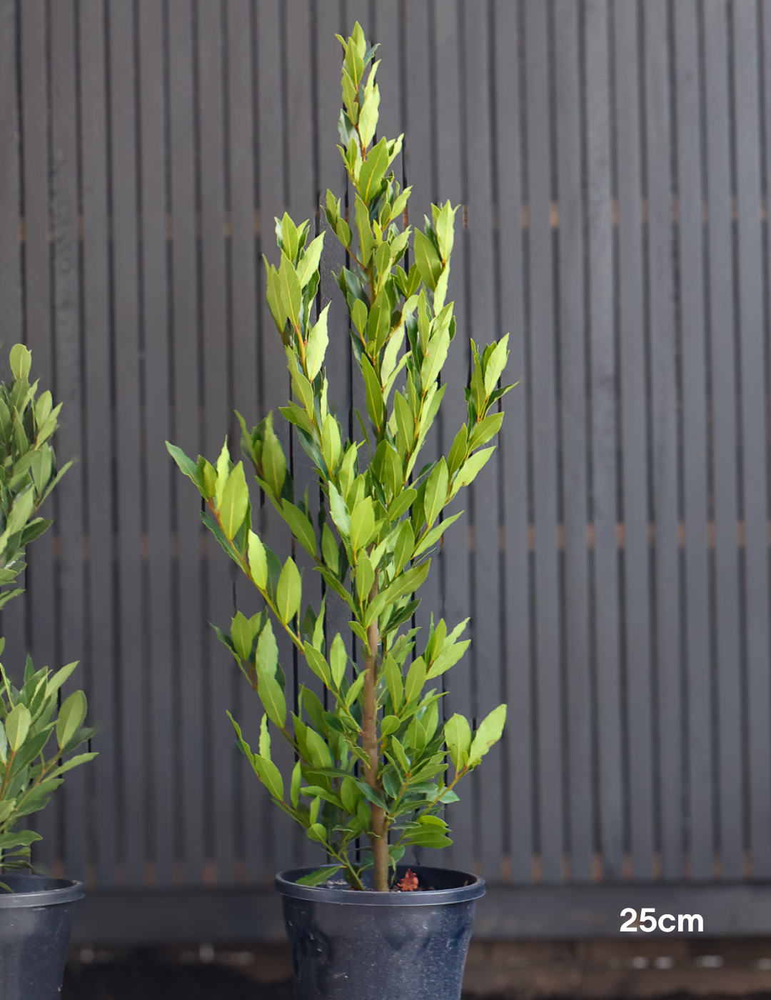 Laurus nobilis 'Miles Choice' - Bay Tree - Evergreen Trees Direct