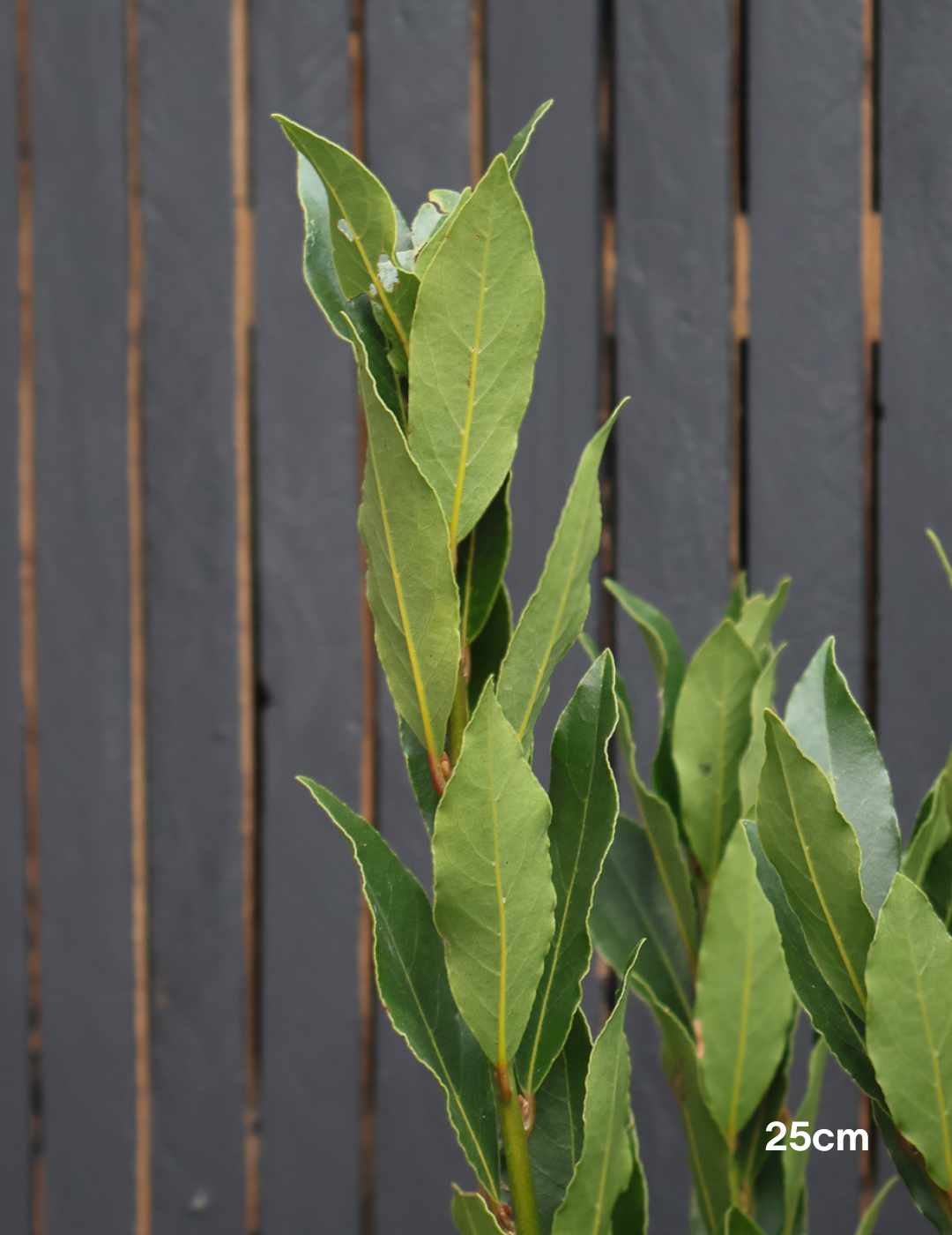 Laurus nobilis 'Miles Choice' - Bay Tree - Evergreen Trees Direct