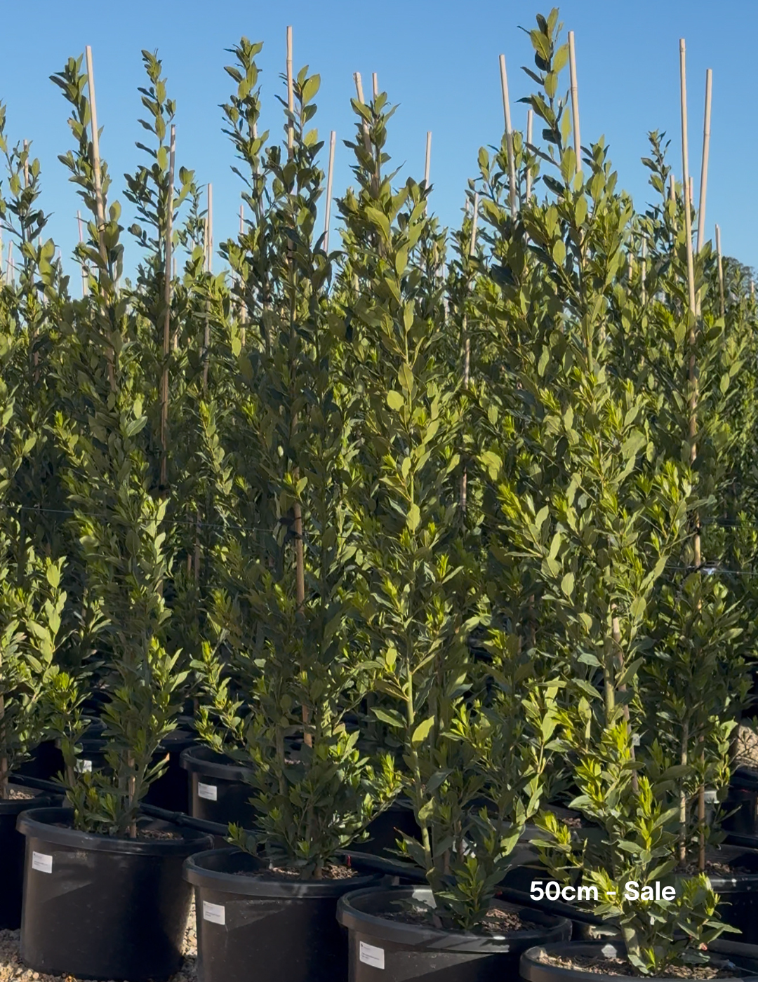 Laurus nobilis 'Miles Choice' - Bay Tree - Evergreen Trees Direct