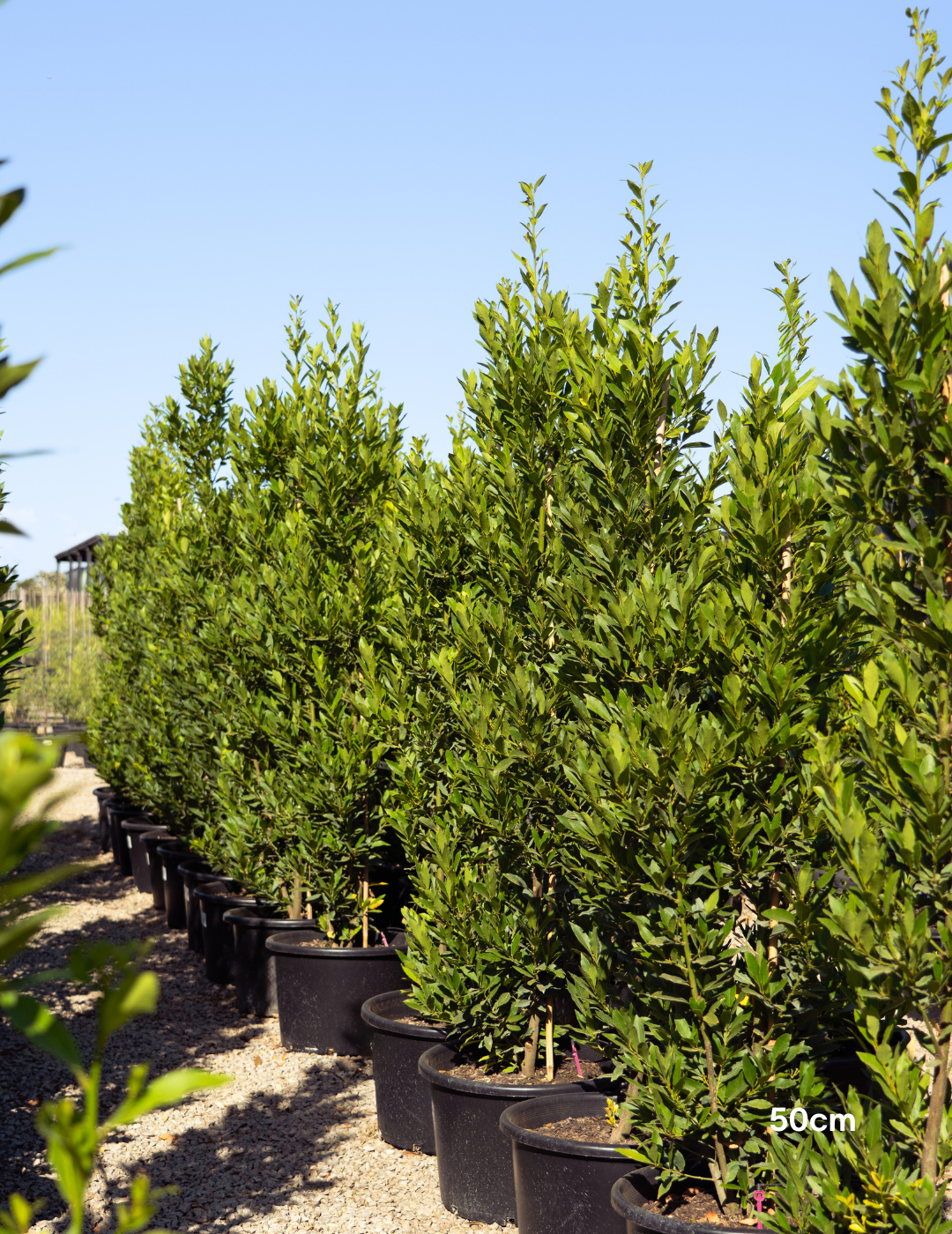 Laurus nobilis 'Miles Choice' - Bay Tree - Evergreen Trees Direct