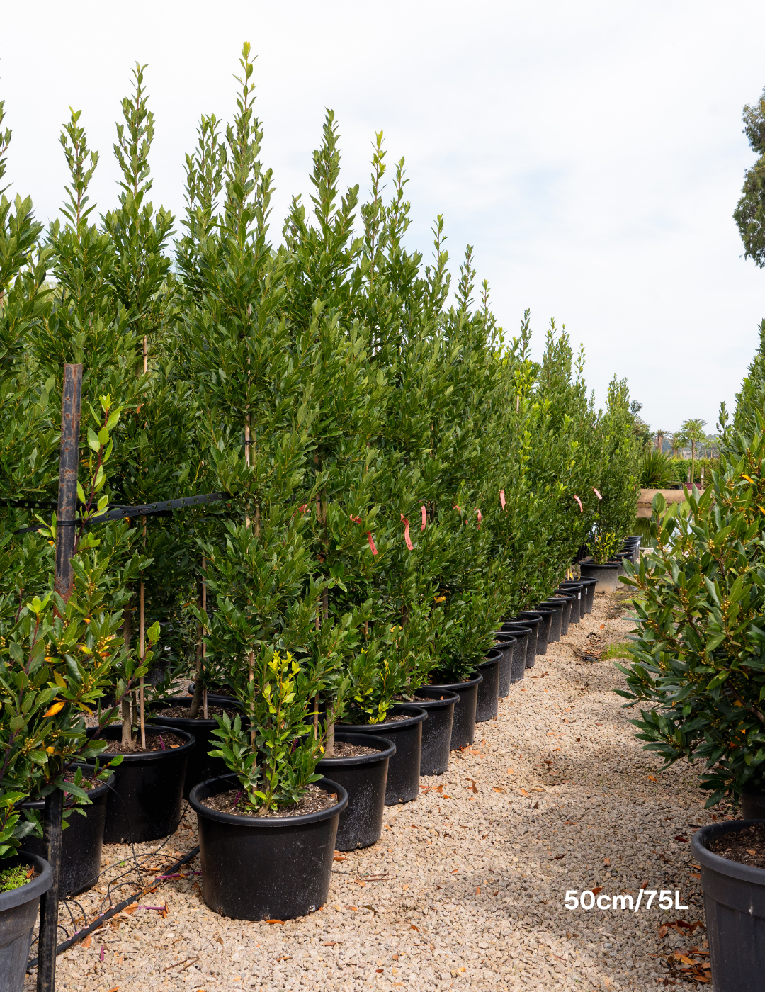 Laurus nobilis 'Miles Choice' - Bay Tree - Evergreen Trees Direct