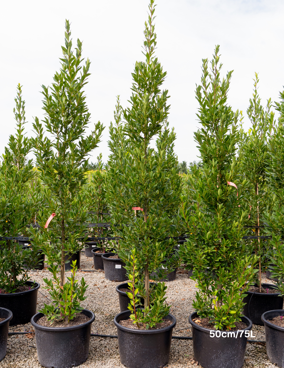 Laurus nobilis 'Miles Choice' - Bay Tree - Evergreen Trees Direct