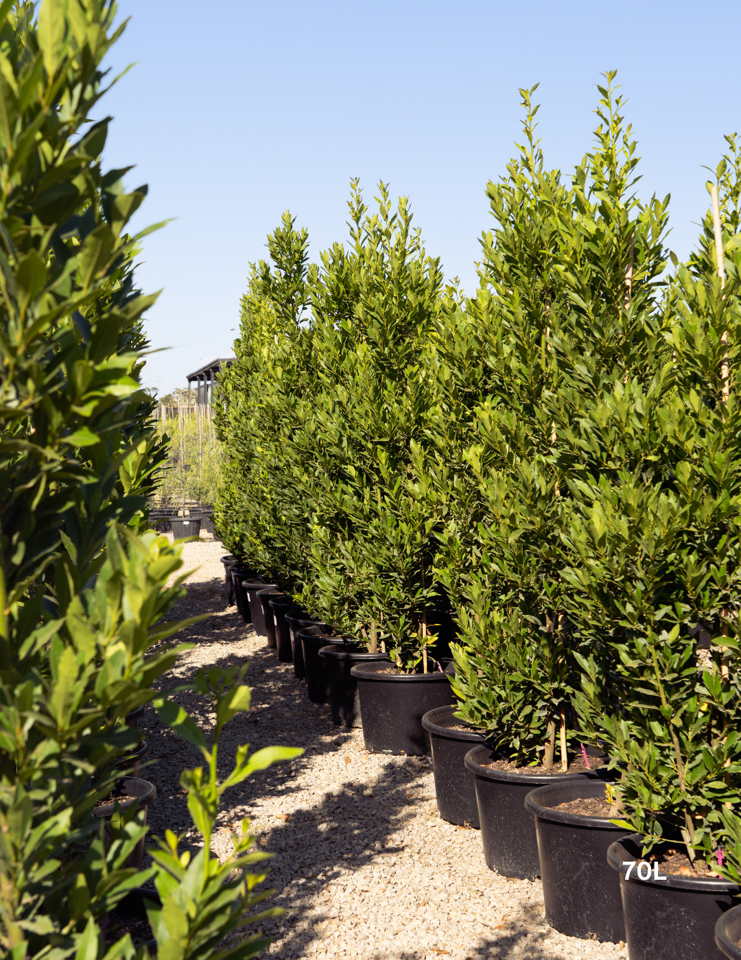 Laurus nobilis 'Miles Choice' - Bay Tree - Evergreen Trees Direct